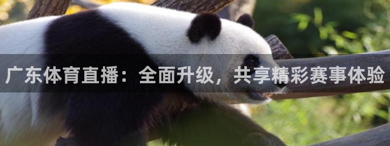 河豚nba直播官网：广东体育直播：全面升级，共享精彩赛事体验
