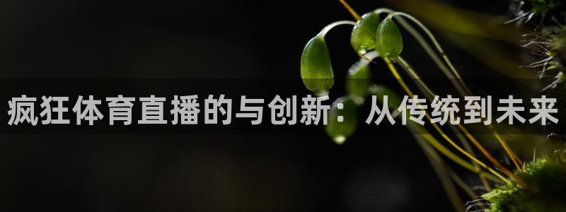 河豚足球直播：疯狂体育直播的与创新：从传统到未来