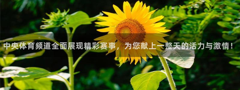 河豚直播看球app下载最新版：中央体育频道全面展现精彩赛事，为您献上一整天的活力与激情！